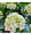 Hydrangea macrophylla 'Madame Emile Mouillere' 9cm (PRE ORDER APRIL 2025)
