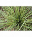 Lomandra longifolia 'White Sands' 9cm (PRE ORDER MARCH 2025)