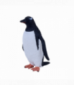 Gentoo Penguin Toy  Realistic Antarctic Bird Figurine