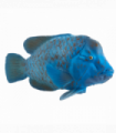 Blue Groper Fish Toy  Realistic Ocean Animal Figure