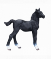 Hanoverian Foal Black  Realistic Equestrian Figurine