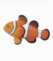 Clown Fish Toy  Realistic Ocean Animal Model