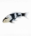 Koi Carp Shiro Utsuri Toy  Realistic Fish Figurine