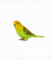 Green Budgerigar Toy  Realistic Exotic Bird Figurine