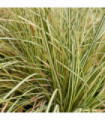 Carex oshimensis 'Evergold' Grass 8cm / 1L / 2L / 3L