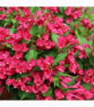 3 x Mixed Weigela 9cm