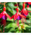 Hardy Fuchsia 'Mrs Popple' 9cm / 2L