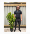 4-5ft Potted Cherry Laurel Hedging (120-150cm)