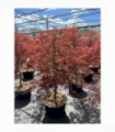 Acer palmatum 'Inabar-Shidar' 50L 170cm
