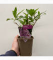 Buddleja davidii 'Pink Delight' 9cm/1L