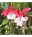Hardy Fuchsia 'Lady Thumb' 9cm / 2L