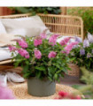 Buddleja Butterfly Candy 'Little Pink' 9cm/1L/2L/3L
