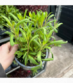 Gaura lindheimeri Gaudi White 9cm