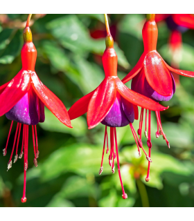 Hardy Fuchsia 'Mrs Popple' 9cm / 2L