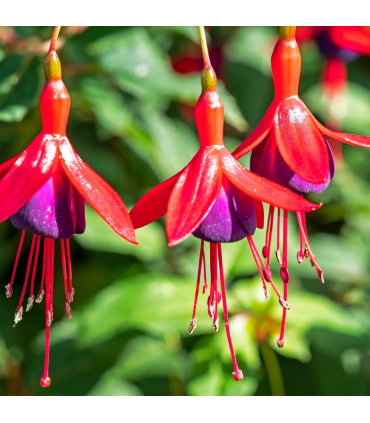 Hardy Fuchsia 'Mrs Popple' 9cm / 2L