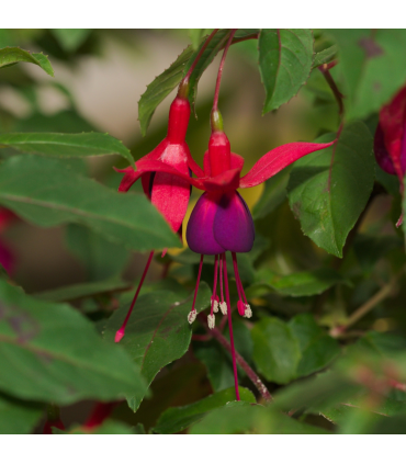 Hardy Fuchsia 'Mrs Popple' 9cm / 2L