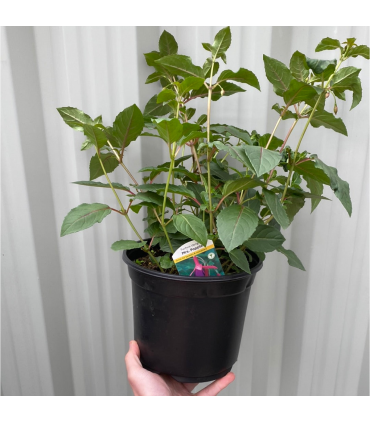 Hardy Fuchsia 'Mrs Popple' 9cm / 2L