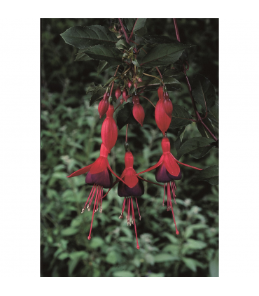 Hardy Fuchsia 'Mrs Popple' 9cm / 2L