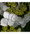 Hydrangea lace-cap 'Cloud Nine' 9cm