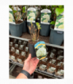Hydrangea arborescens 'Annabelle' 9cm / 2L