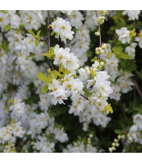 Exochorda racemosa 2L