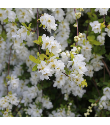 Exochorda racemosa 2L