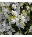Exochorda racemosa 2L