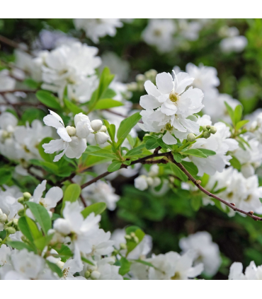 Exochorda racemosa 2L