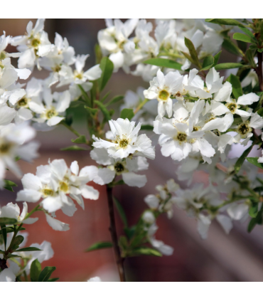 Exochorda racemosa 2L