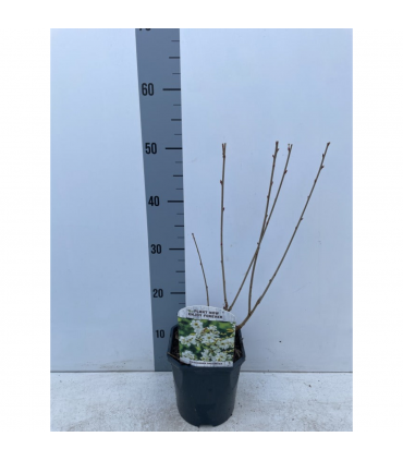 Exochorda racemosa 2L