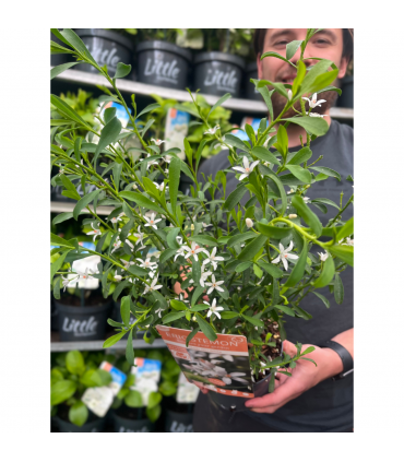 Eriostemon 'Flower Girl White' 2L