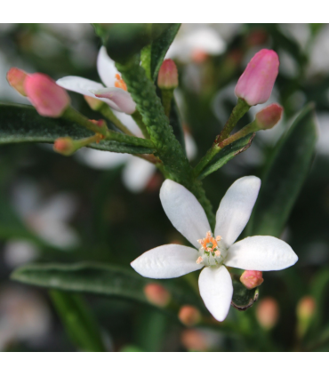 Eriostemon 'Flower Girl White' 2L