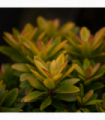 Escallonia 'Glowing Embers' 9cm