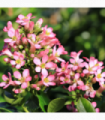 Escallonia 'Pink Elle' 9cm