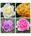 1 x Potted Rose (Our Selection)