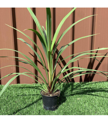 Cordyline australis Peko - Green