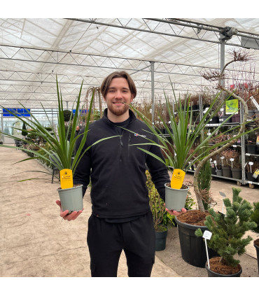 Cordyline australis Peko - Green