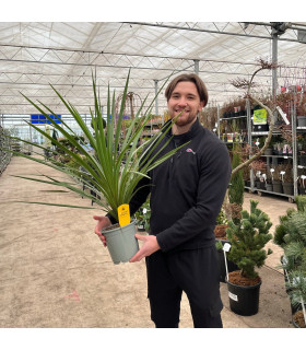 Cordyline australis Peko - Green