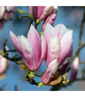 Magnolia x Soulangeana 'Saucer Magnolia'