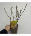 Forsythia x intermedia 'Minigold' 1L/2L