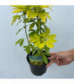 Choisya ternata Sundance - Brica/Lich 9cm-5L