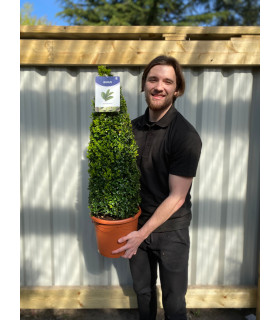 Buxus/Topiary Cone (Buxus Sempervirens)