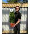 Buxus/Topiary Cone (Buxus Sempervirens)