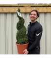Buxus Spiral | Buxus sempervirens Topiary | Box Spiral