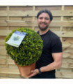 Buxus/Topiary Ball (Buxus sempervirens)