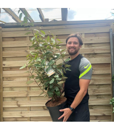 Elaeagnus x ebbingei Compacta.