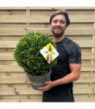Ilex crenata Dark Green Ball 2L/5L/7.5L