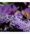 Buddleja Butterfly Candy 'Lila Sweatheart' 9cm/1L/2L/3L