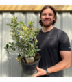 Ilex 'Argentea Marginata' Holly 9cm / 2L