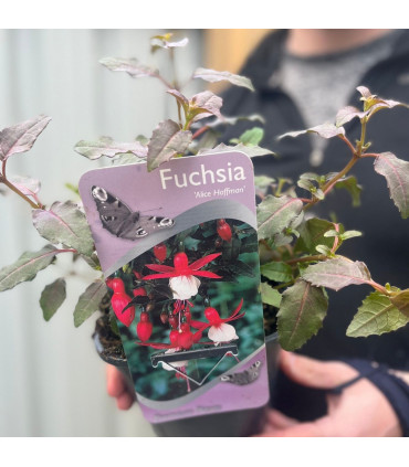 Hardy Fuchsia 'Alice Hoffman' 9cm / 2L